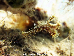 Ornate Ghost pipefish by Laura Dinraths 